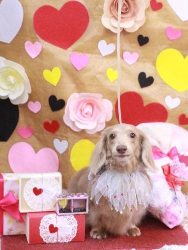 20230224ぺこちゃん